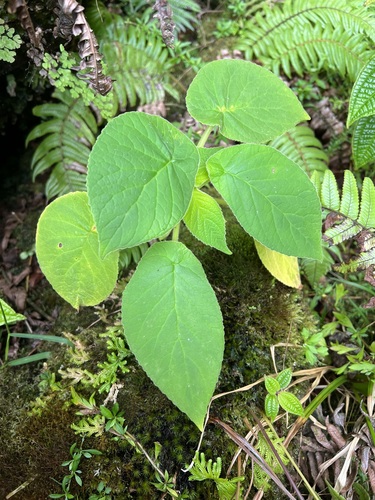 Cyrtandra wawrae observed 2023-11-01