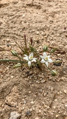 Muilla coronata