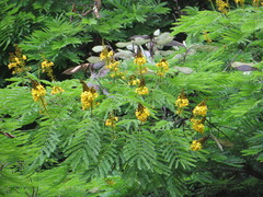 Cenostigma pluviosum