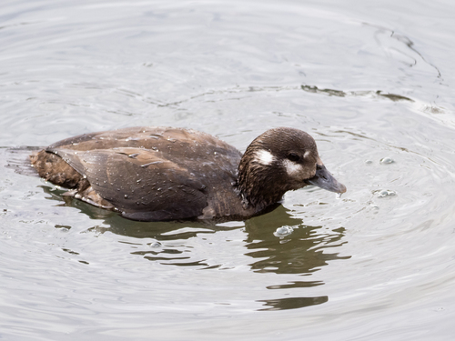 Harlequin Duck