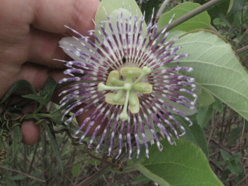 Passiflora serrulata, photograph 6