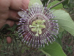 Passiflora serrulata, photograph JR Ferrer-Paris, CC BY, iNaturalist via GBIF