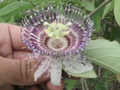 JR Ferrer-Paris, CC BY, iNaturalist via GBIF Passiflora serrulata, photograph JR Ferrer-Paris, CC BY, iNaturalist via GBIF