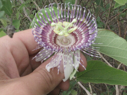 Passiflora serrulata, photograph 5
