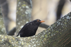 Turdus merula