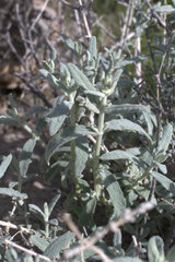 Buddleja utahensis