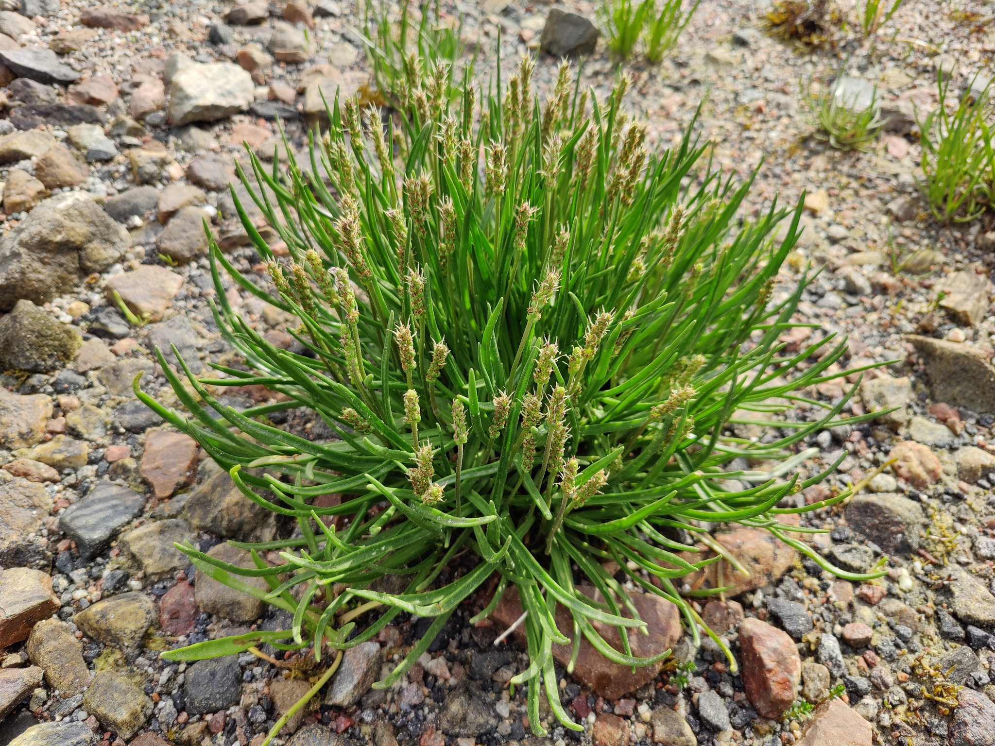 Plantago maritima