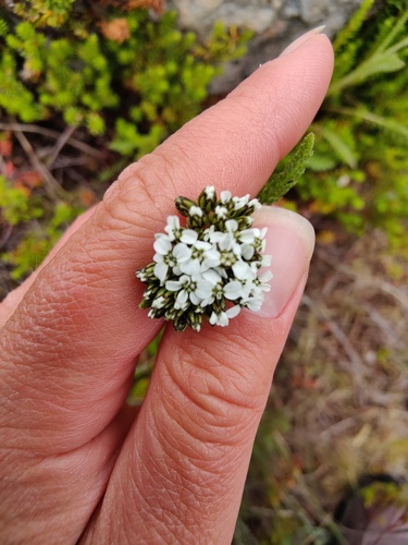 Achillea apiculata (Achillea apiculata)