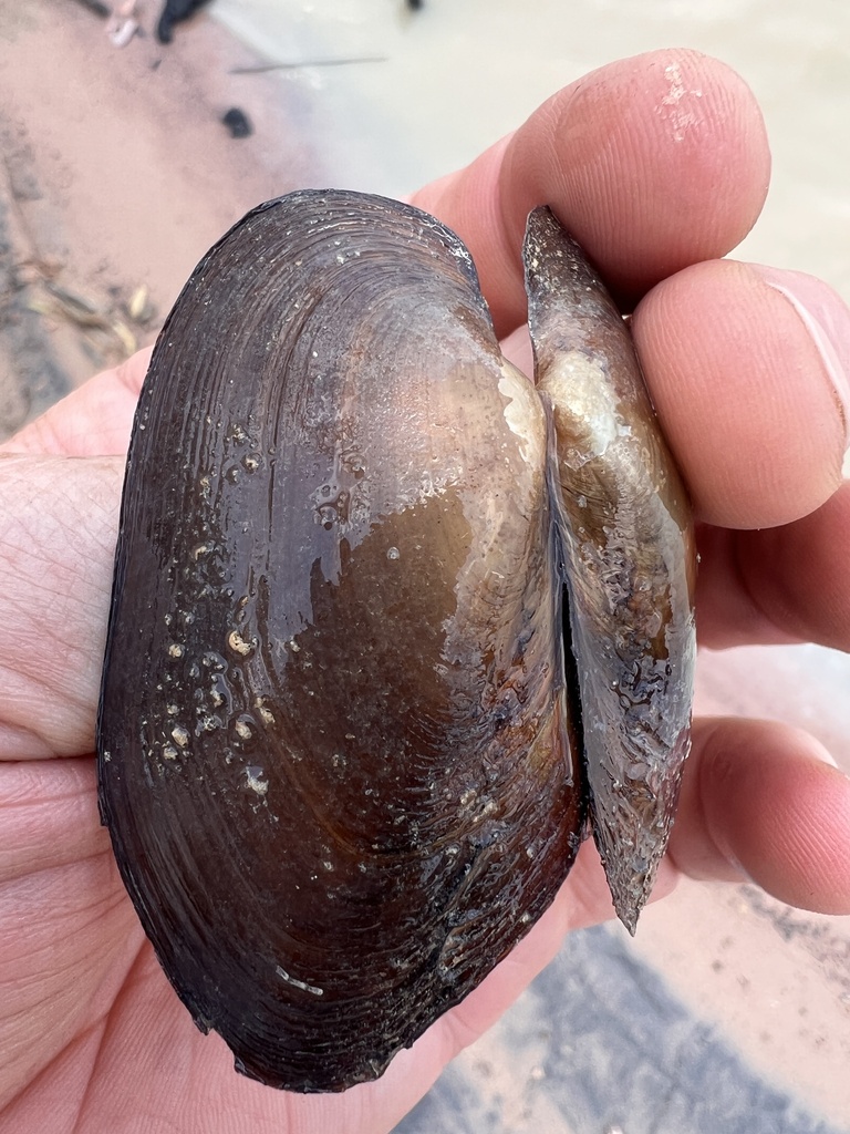 Stuart's Mussel