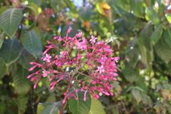Fuchsia arborescens