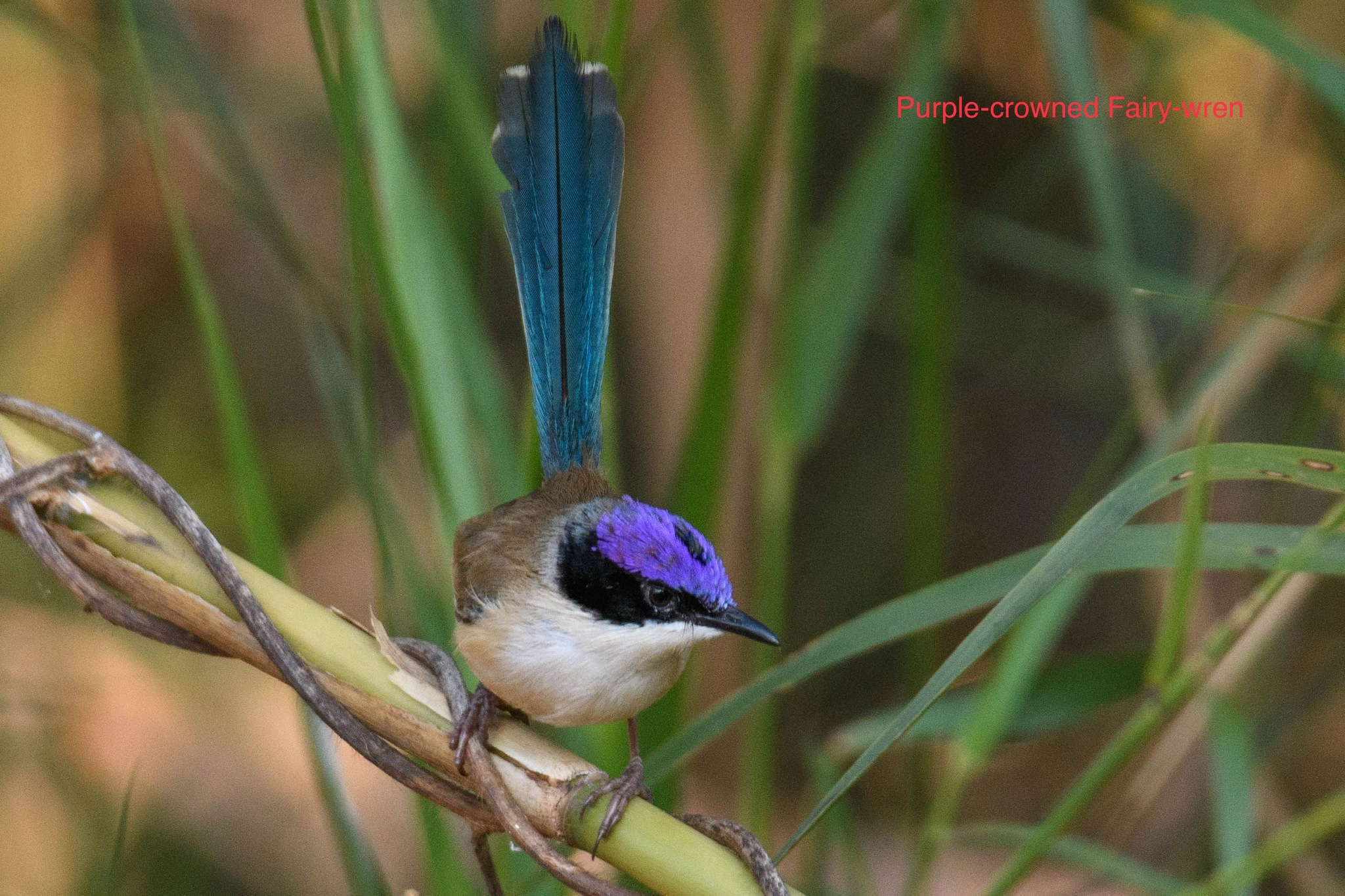 Purple-crowned Fairywren (Malurus coronatus), photo 1