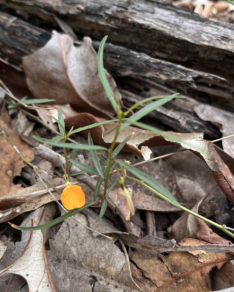 Spade Flower From Mt Coot Tha Forest Mount Coot Tha Qld Au On November At Am