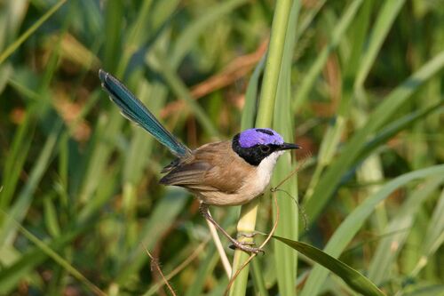 Purple-crowned Fairywren (Malurus coronatus), photo 2