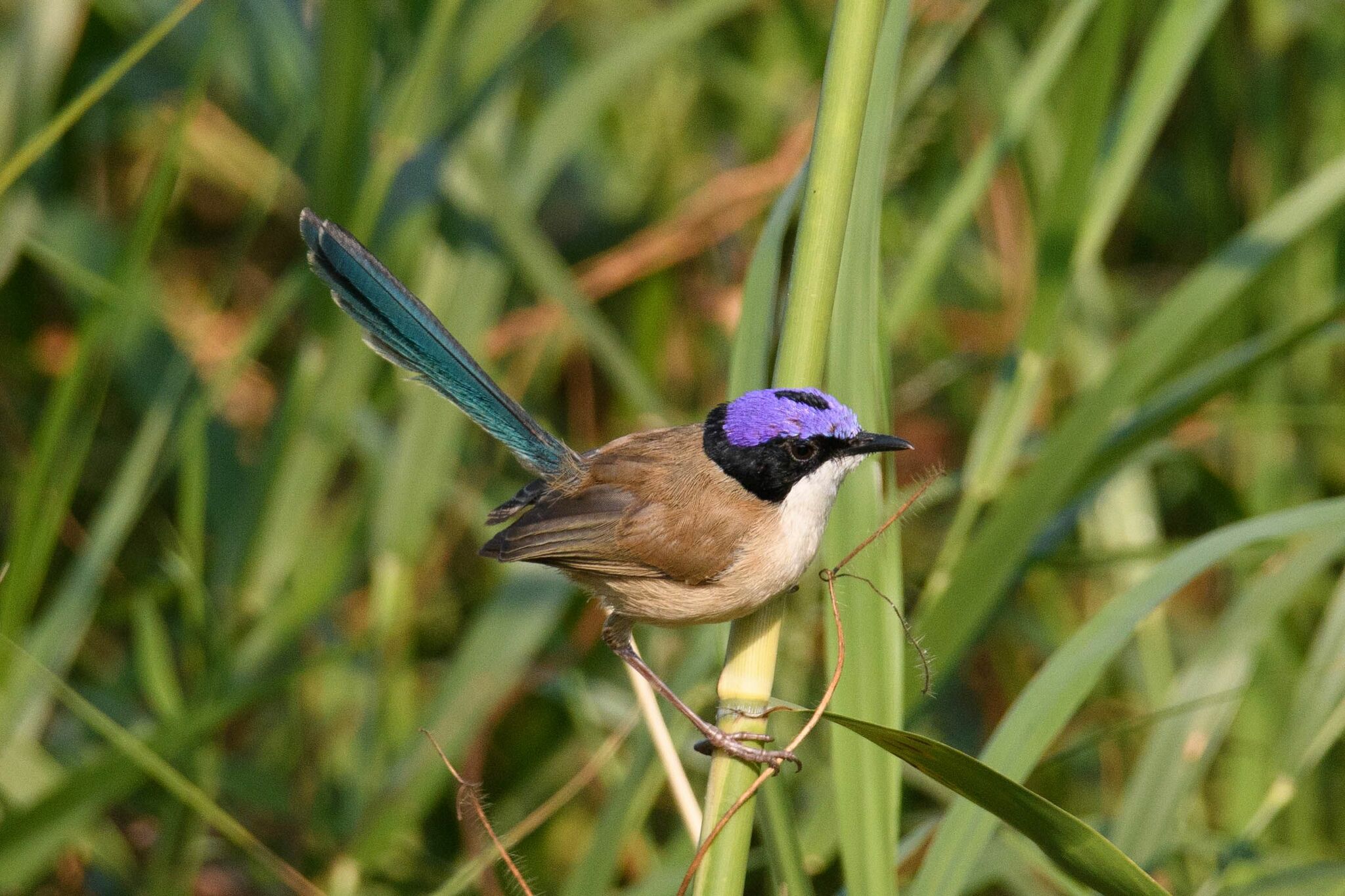 Purple-crowned Fairywren (Malurus coronatus), photo 2