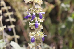 Salvia roscida