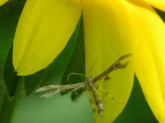 Geina periscelidactylus