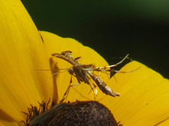 Geina periscelidactylus