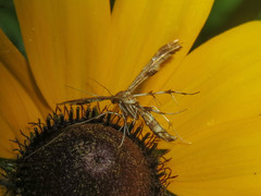 Geina periscelidactylus