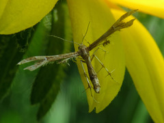 Geina periscelidactylus