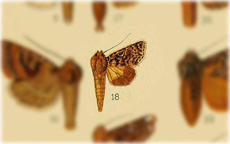 Argyrosticta bellinita