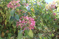 Fuchsia arborescens