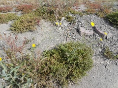Suaeda aegyptiaca