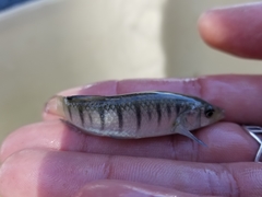 Fundulus similis