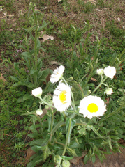 Erigeron annuus