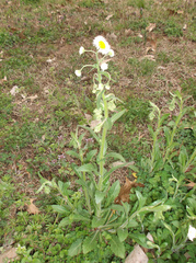 Erigeron annuus