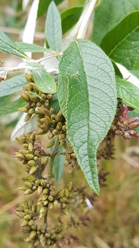 Buddleja davidii