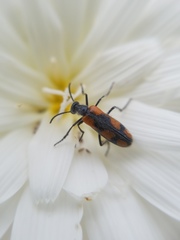 Eupompha elegans