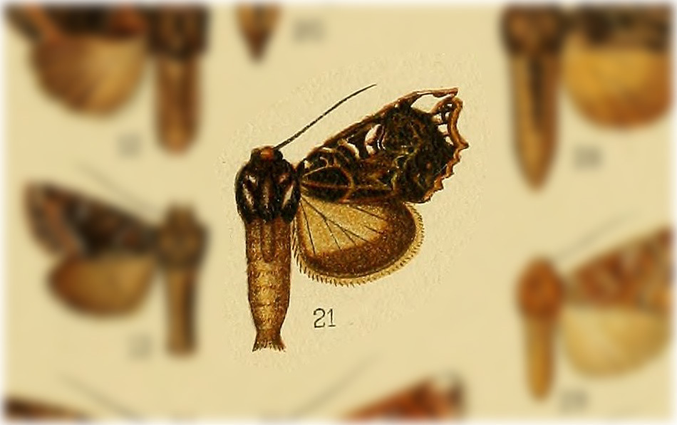 Argyrosticta phraortes