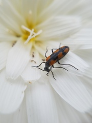 Eupompha elegans