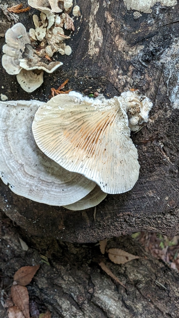 Trametes betulina · November 2023 · photo: © atsushi_nakajima_cirque (iNaturalist, cc-by)