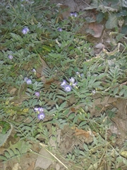 Astragalus emoryanus