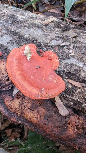 Trametes coccinea