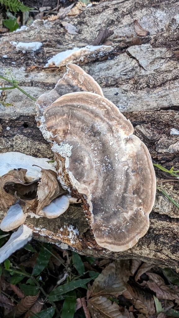 Trametes orientalis · November 2023 · photo: © atsushi_nakajima_cirque (iNaturalist, cc-by)