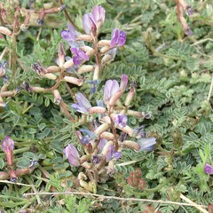 Astragalus nothoxys