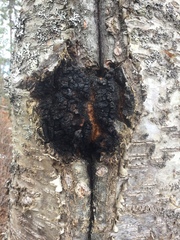 Inonotus obliquus sterilis