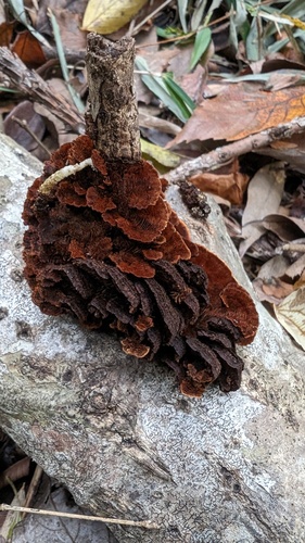 Hymenochaete cyclolamellata