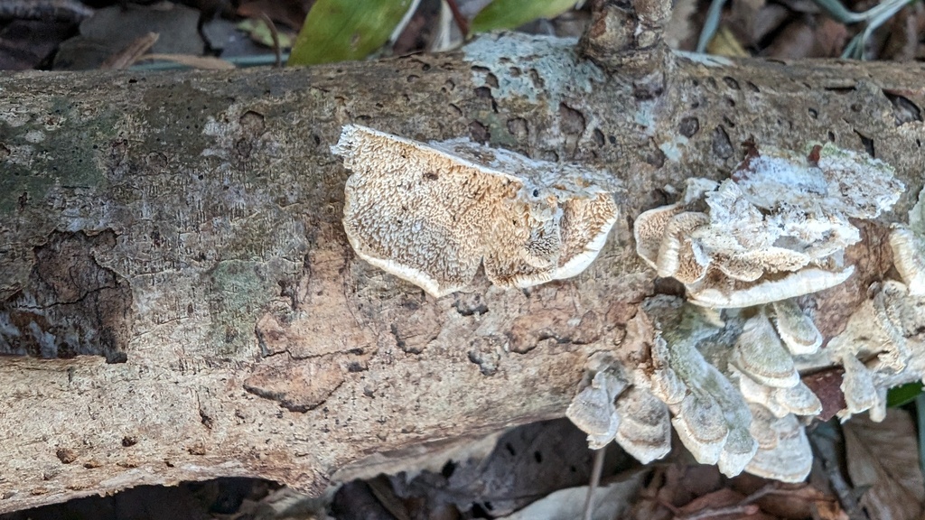 Trichaptum biforme · November 2023 · photo: © atsushi_nakajima_cirque (iNaturalist, cc-by)