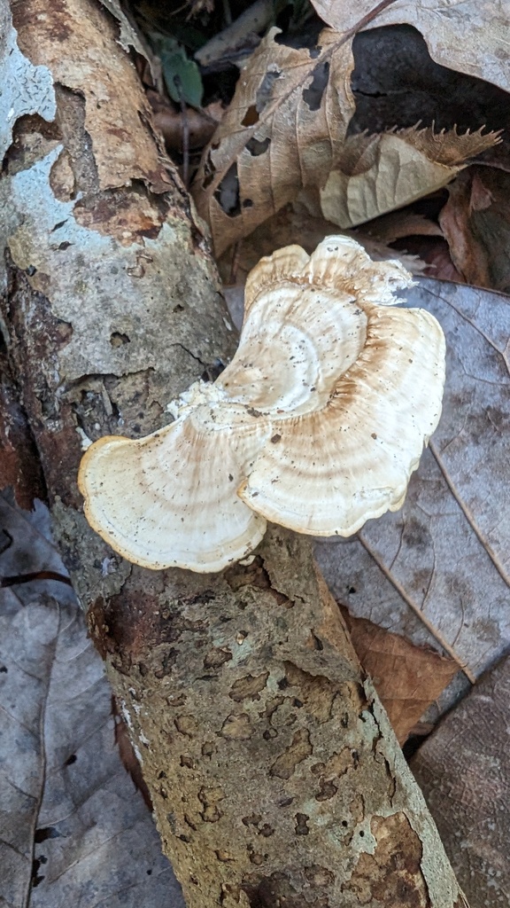Microporus vernicipes · November 2023 · photo: © atsushi_nakajima_cirque (iNaturalist, cc-by)