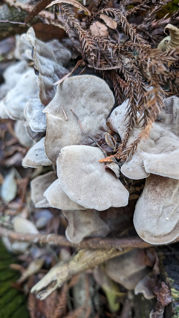 Auricularia polytricha · November 2023 · photo: © atsushi_nakajima_cirque (iNaturalist, cc-by)