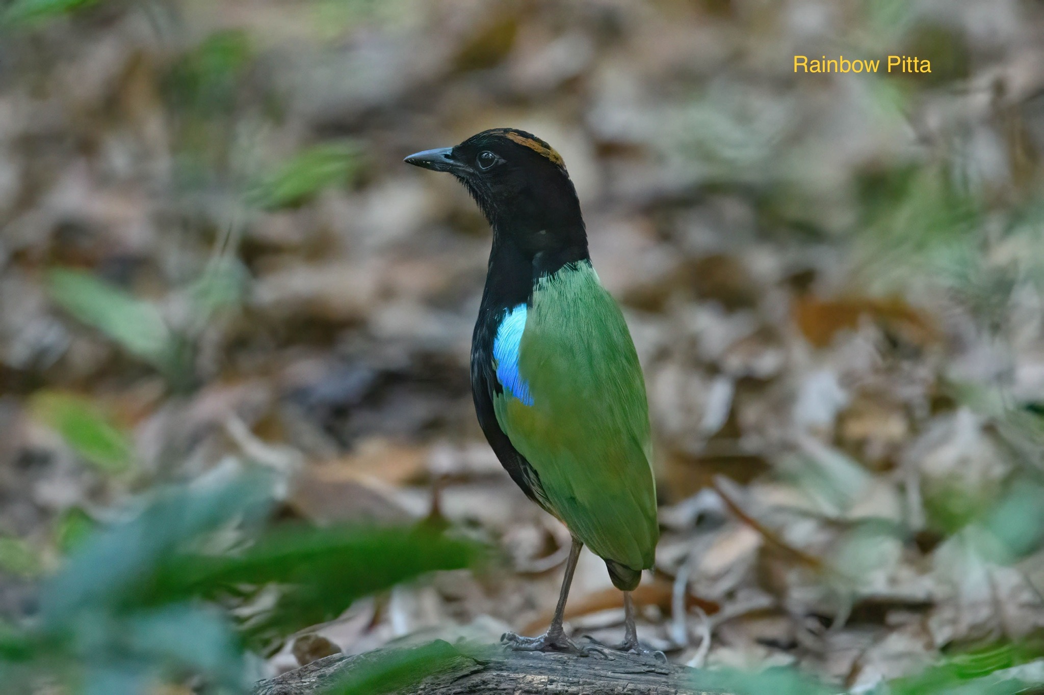 Rainbow Pitta (Pitta iris), photo 10