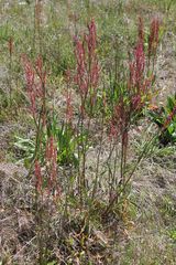 Rumex hastatulus