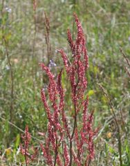 Rumex hastatulus