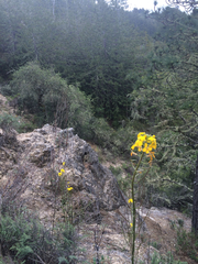 Erysimum teretifolium