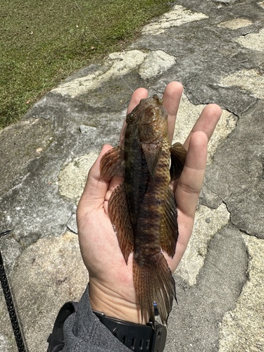 Beautiful goby (Exyrias belissimus) — Gobiidae