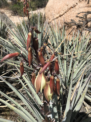 Yucca baccata baccata