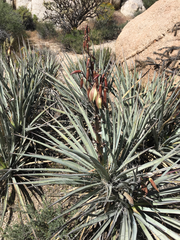 Yucca baccata baccata
